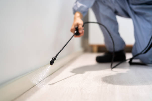 Licensed Wasp Removal service in Carbon Cliff, IL - Show Me Pest Control